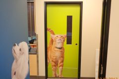 Banfield-door-cat-12-17